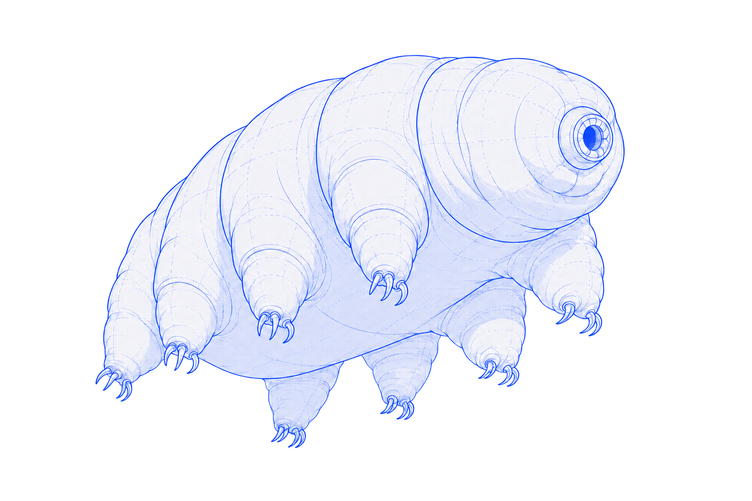 A technical illustration of a tardigrade